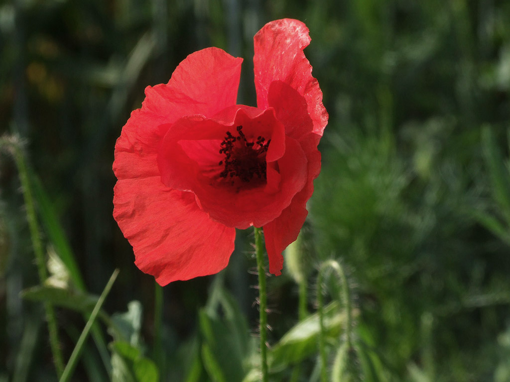 Klatschmohn, Sommer, Blume, rot