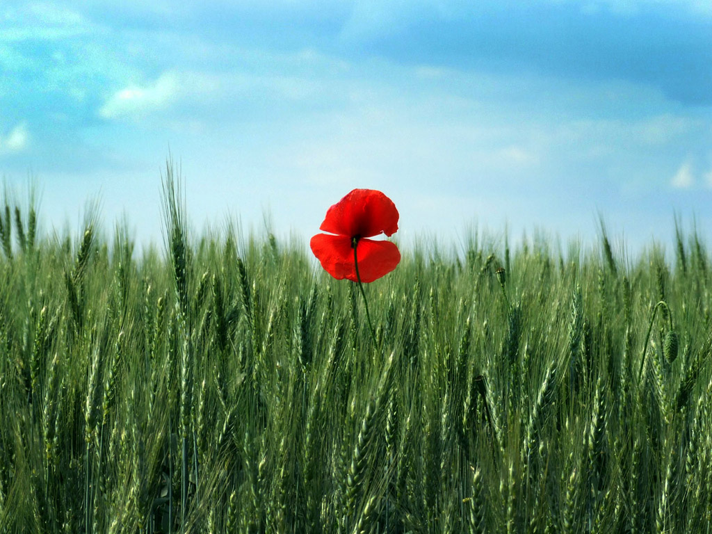 Klatschmohn, Sommer, Blume, rot