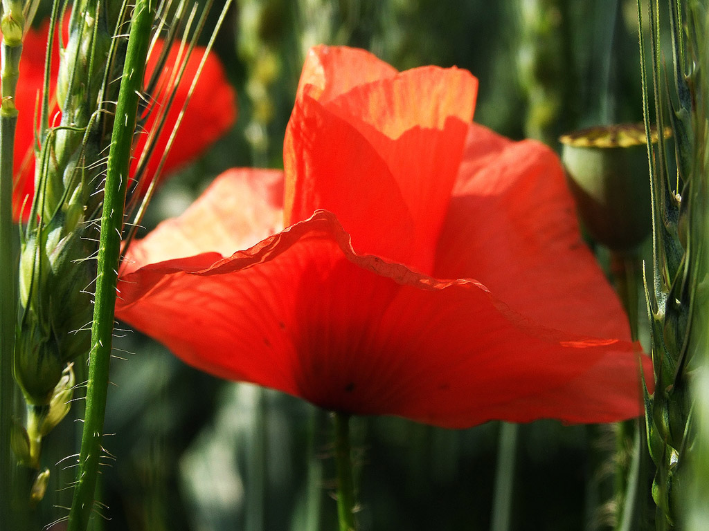 Klatschmohn, Sommer, Blume, rot