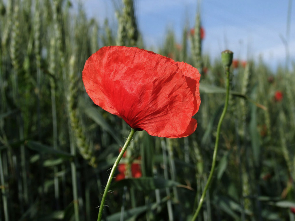 Klatschmohn, Sommer, Blume, rot