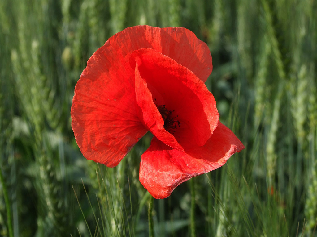 Klatschmohn, Sommer, Blume, rot