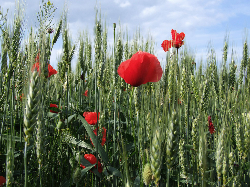 Klatschmohn, Sommer, Blume, rot