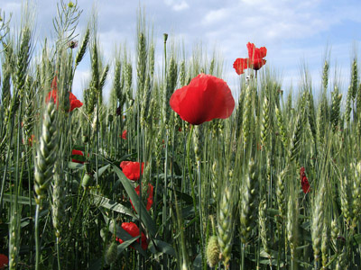 Blühende Klatschmohn - Sommer