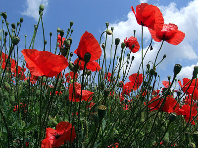 Sommer - Klatschmohn