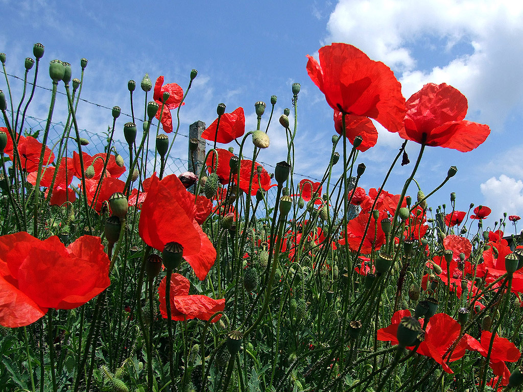 Klatschmohn, Sommer, Blume, rot