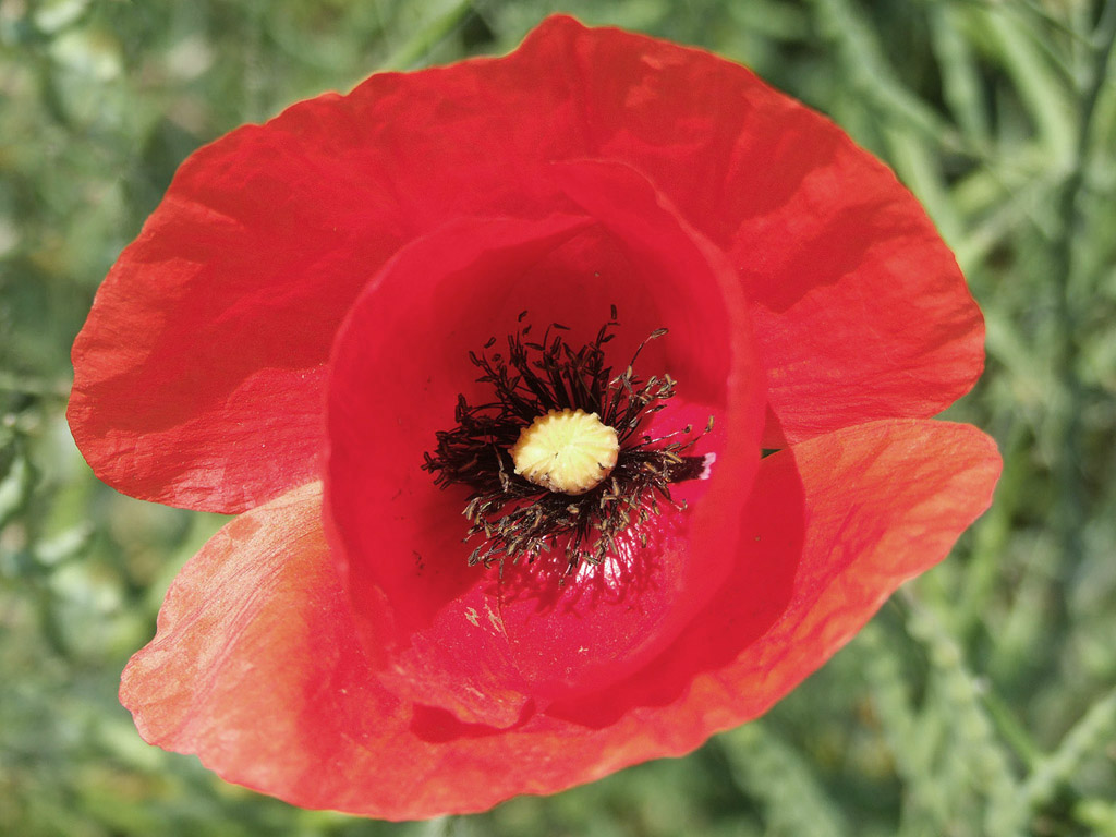 Klatschmohn, Sommer, Blume, rot