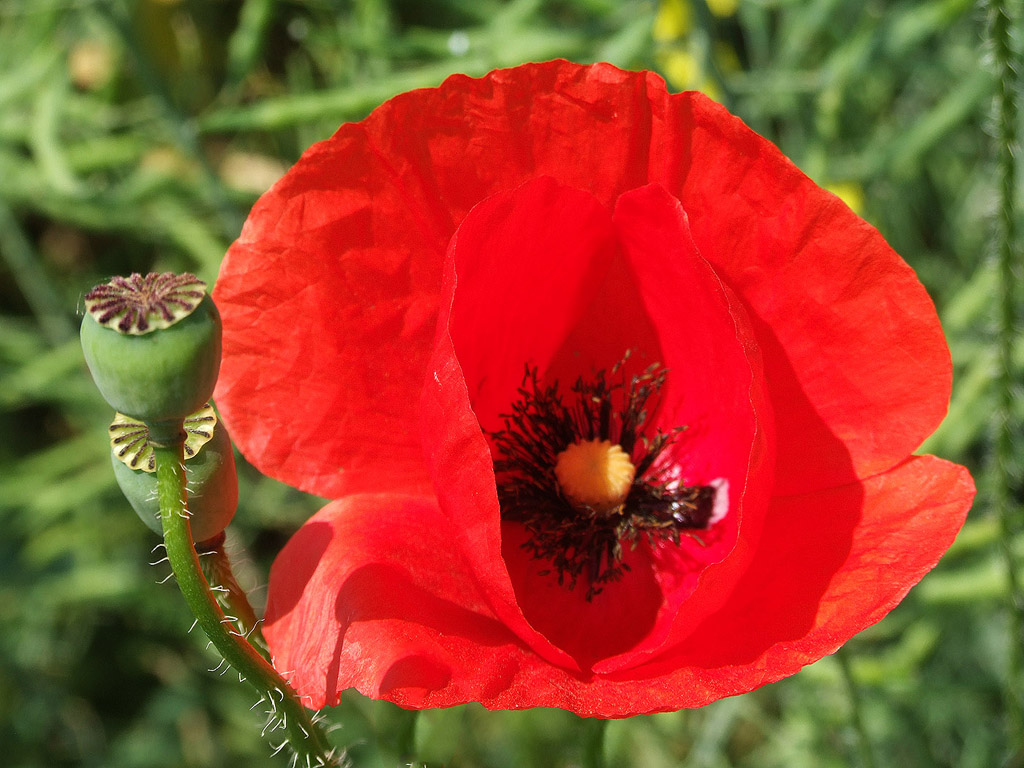 Klatschmohn, Sommer, Blume, rot