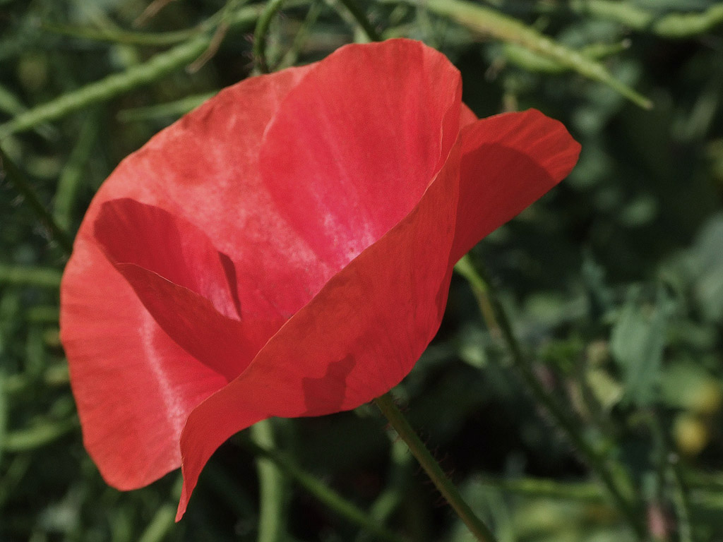 Klatschmohn, Sommer, Blume, rot