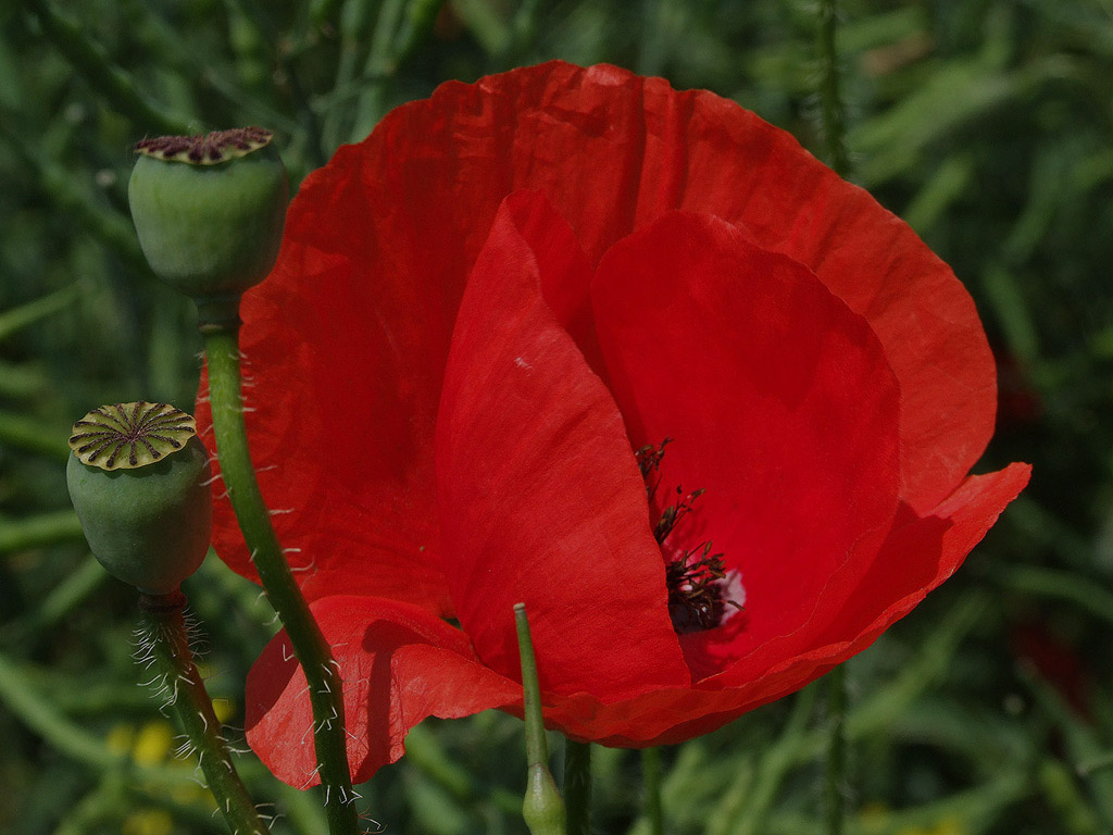 Klatschmohn, Sommer, Blume, rot