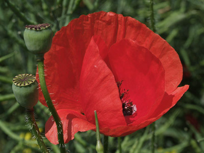 Blühende Klatschmohn - Sommer