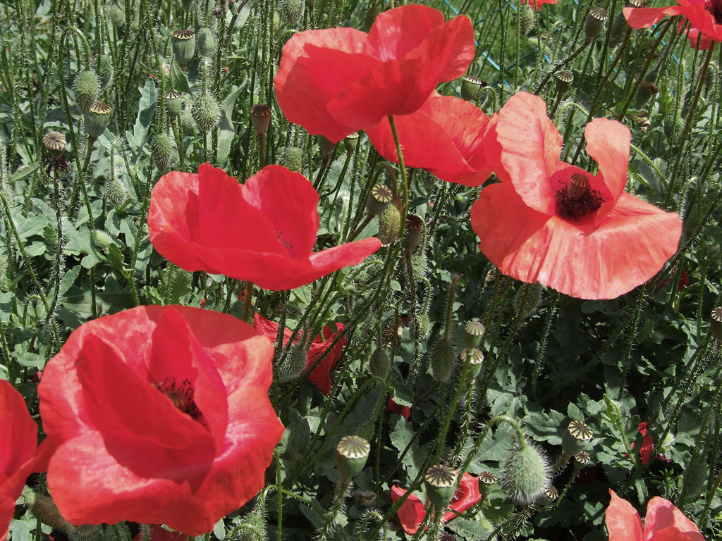 Klatschmohn, Sommer, Blume, rot