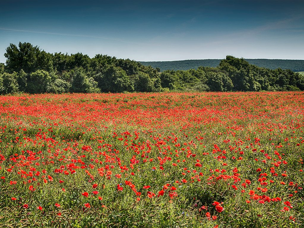 Sommer, Klatschmohn, Mohnfeld, rot