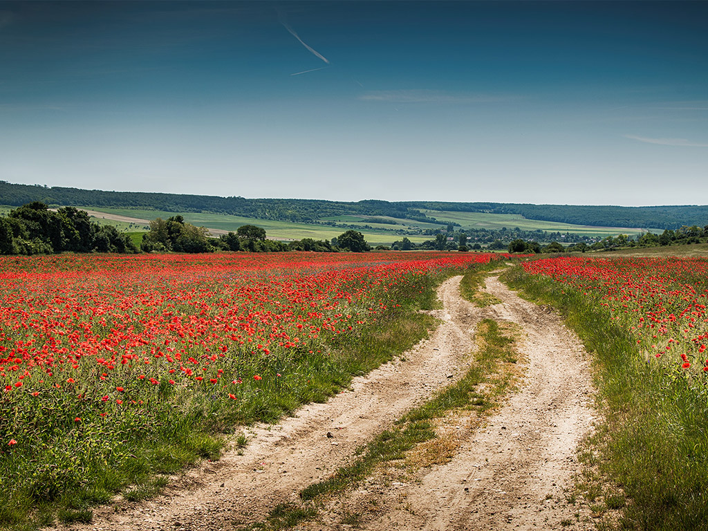 Sommer, Klatschmohn, Mohnfeld, rot