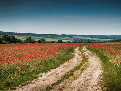 Mohnfeld, Sommer