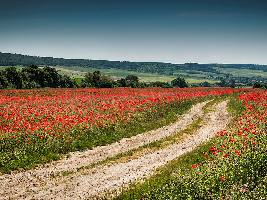 Sommer, Klatschmohn, Mohnfeld, rot