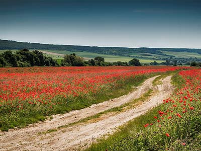 Mohnfeld, Sommer