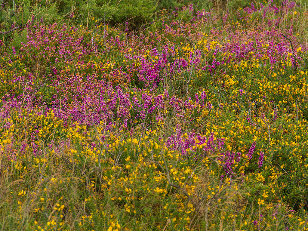 Sommerblumen in Irland