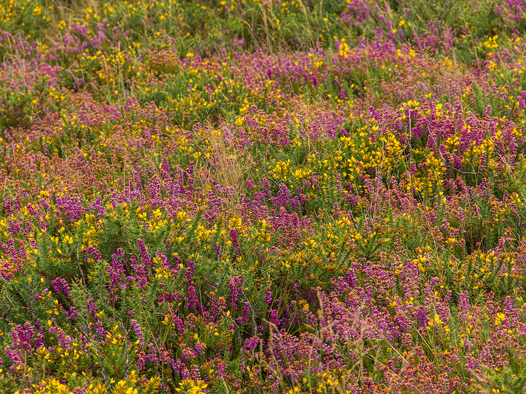 Sommerblumen in Irland