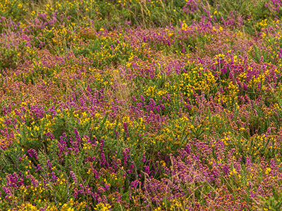 Sommerblumen in Irland