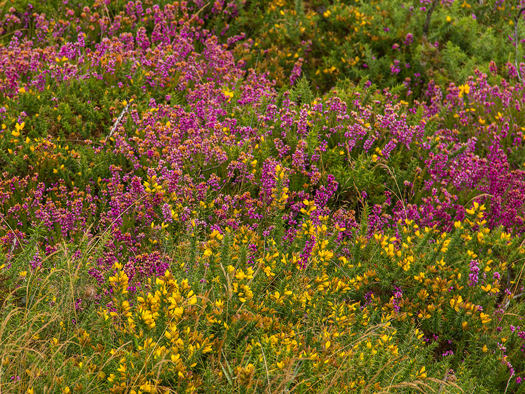 Sommerblumen in Irland