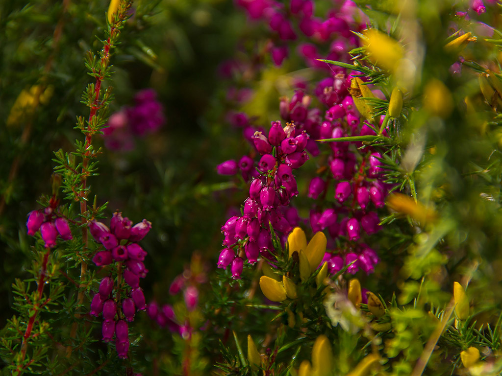 Sommerblumen in Irland