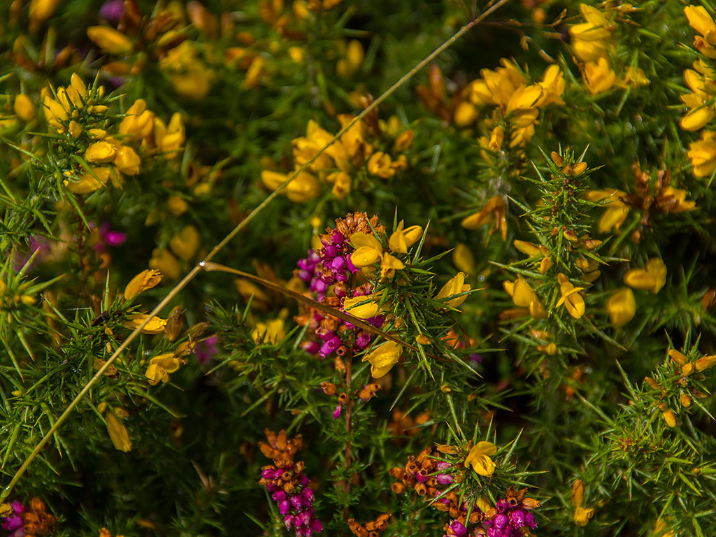 Sommerblumen in Irland