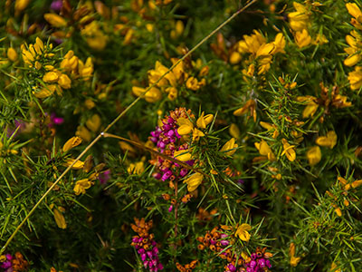 Sommerblumen in Irland - Sommer, Blumenwiese