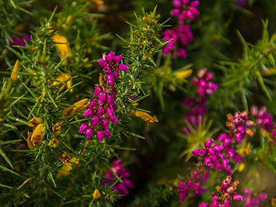 Sommerblumen in Irland