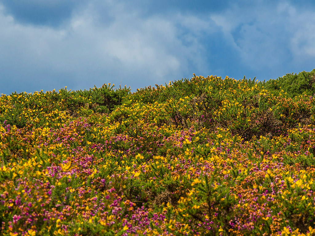 Sommerblumen in Irland