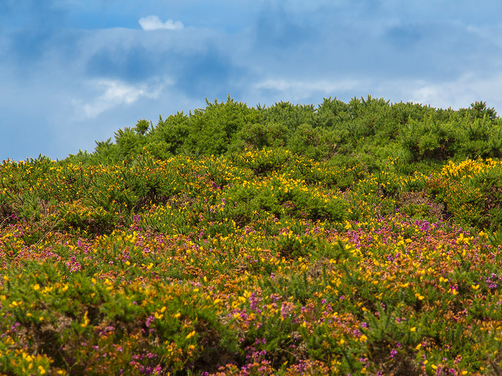 Sommerblumen in Irland