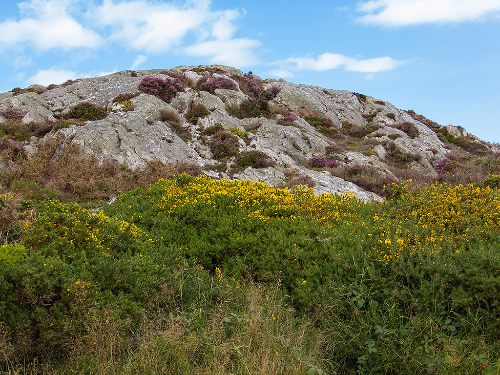 Sommerblumen in Irland