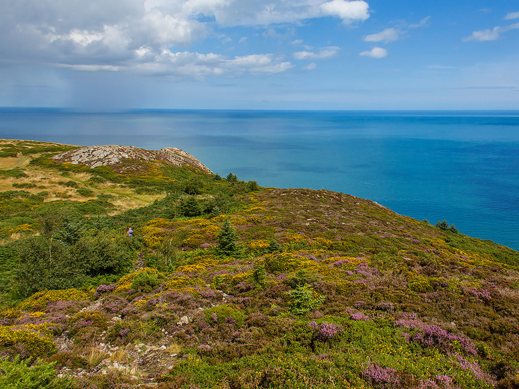 Sommerblumen in Irland