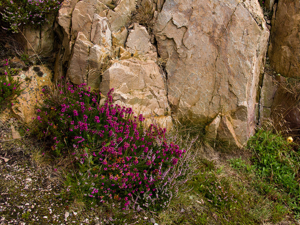 Sommerblumen in Irland