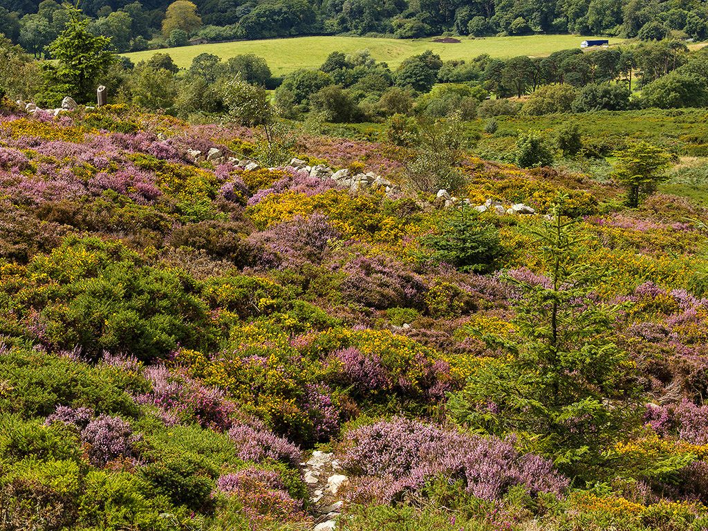 Sommerblumen in Irland