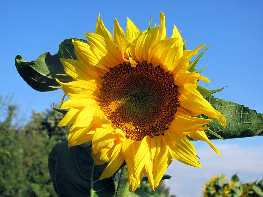 Sonnenblume, Sommer