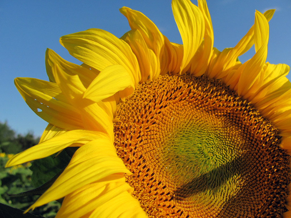 Sonnenblume, Sommer