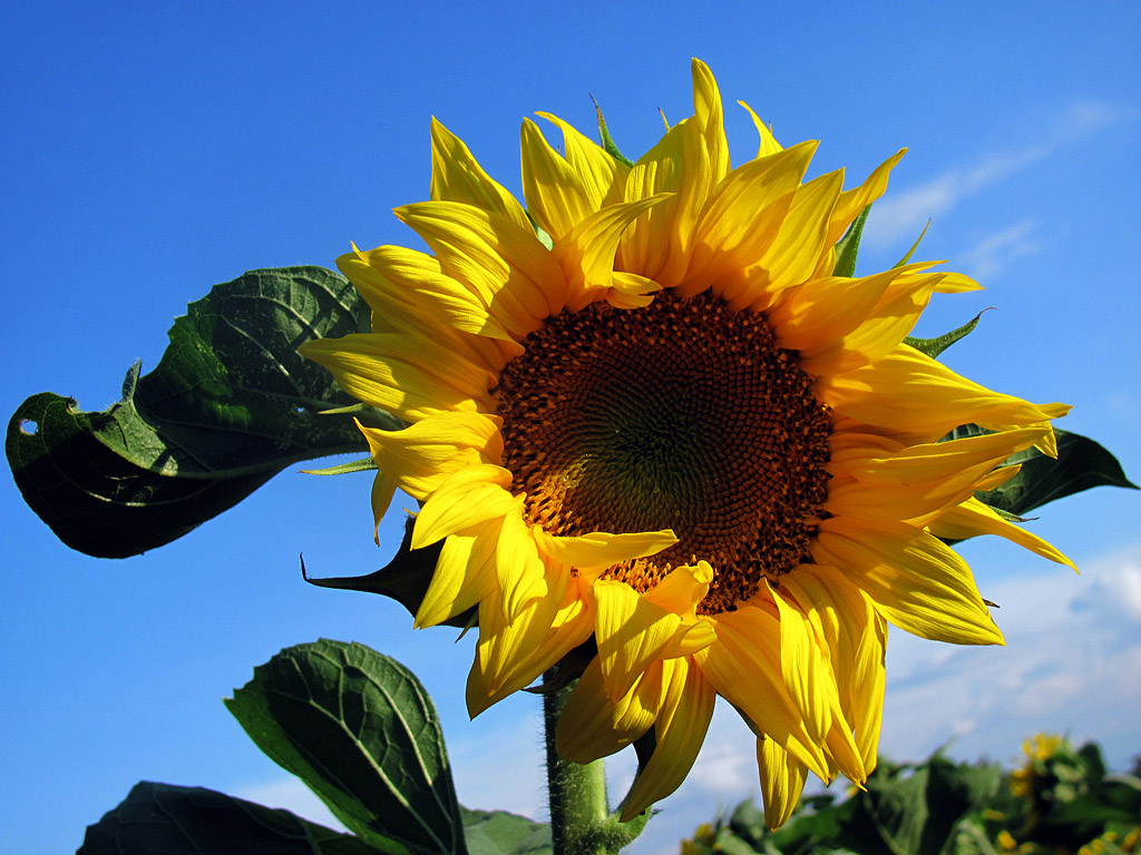 Sonnenblume, Sommer