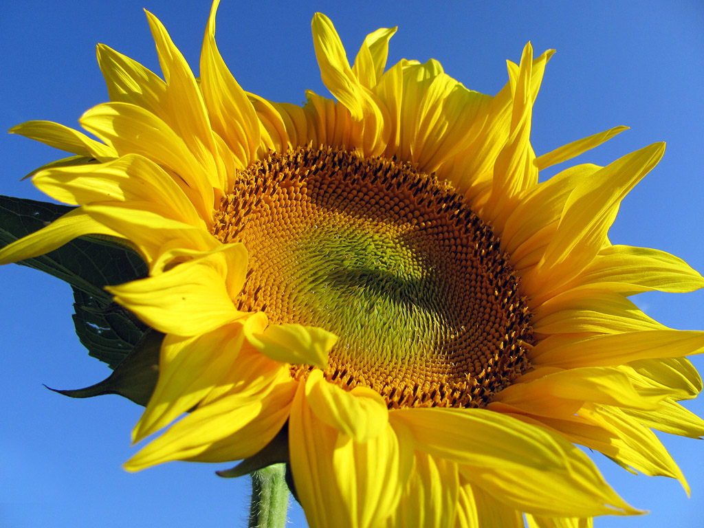 Sonnenblume, Sommer