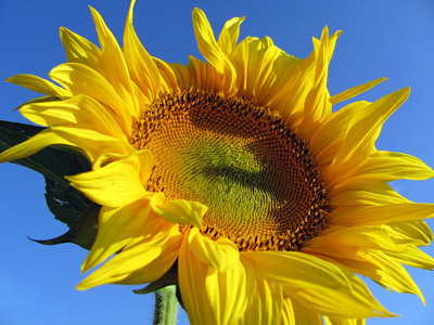 Sonnenblume - Sommer