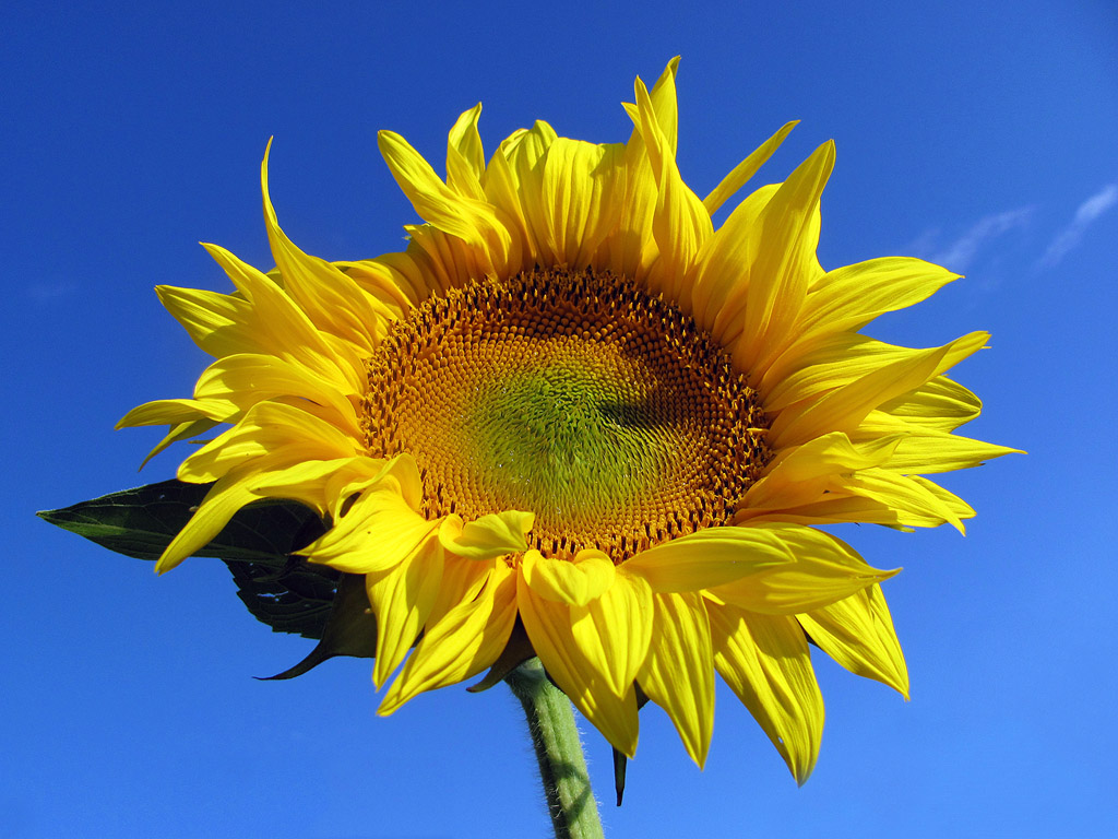 Sonnenblume - Hintergrundbilder kostenlos: Sommer