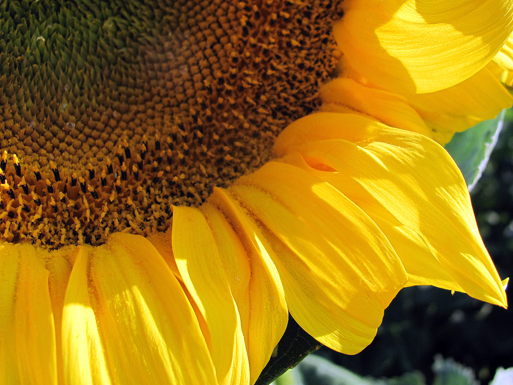 Sonnenblume, Sommer