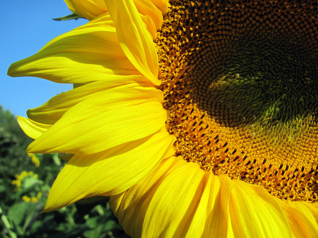 Sonnenblume, Sommer