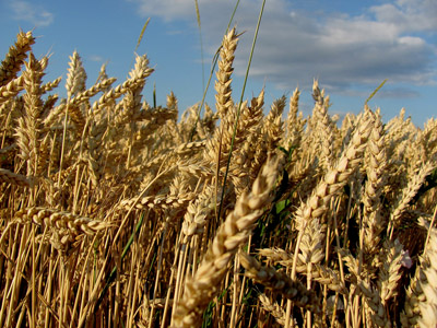 Weizen - Sommer