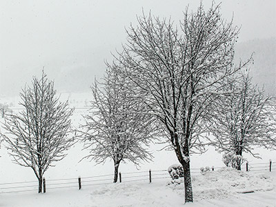 Schneebedeckte Bäume