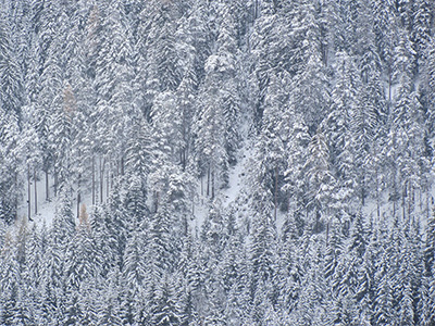 Schneebedeckte Tannenbäume