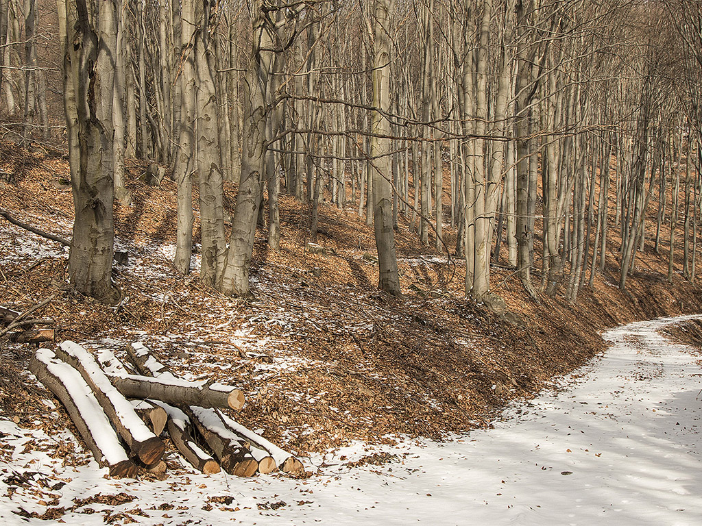 Schneebedeckter Holzhaufen - Winter