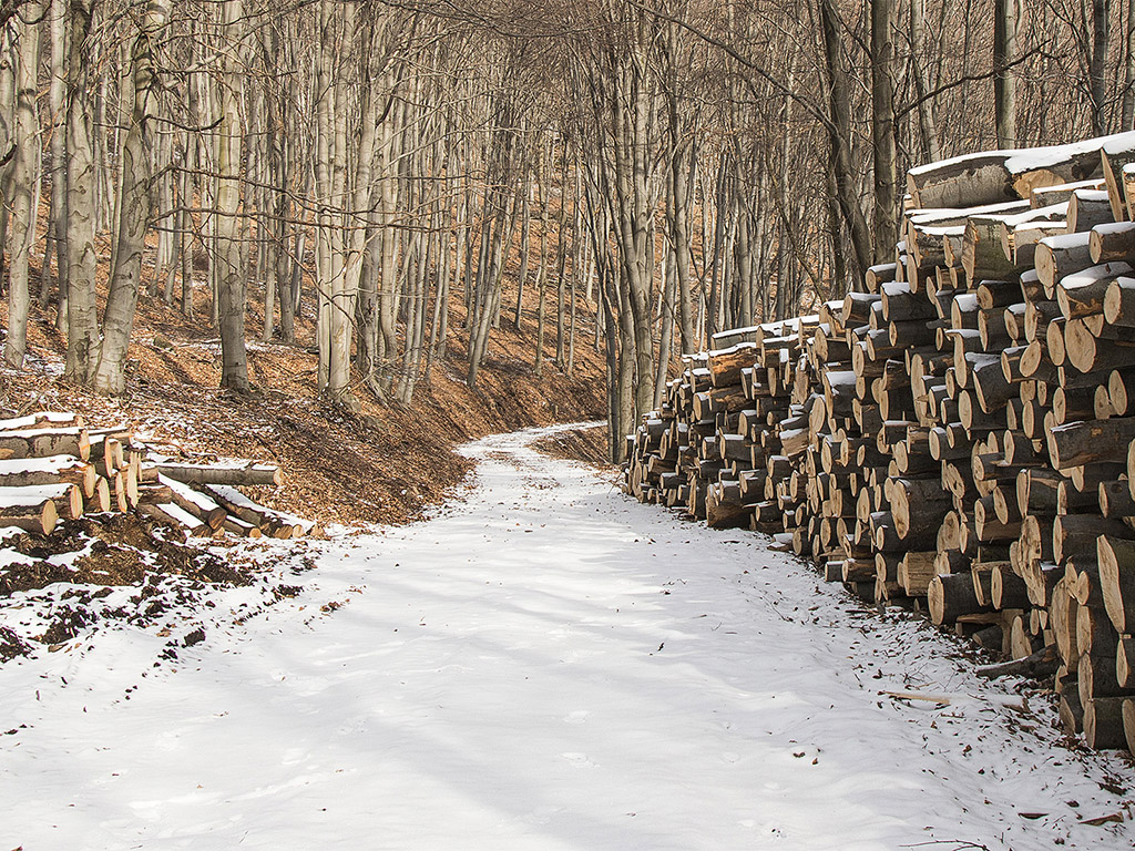 Schneebedeckter Holzhaufen - Winter