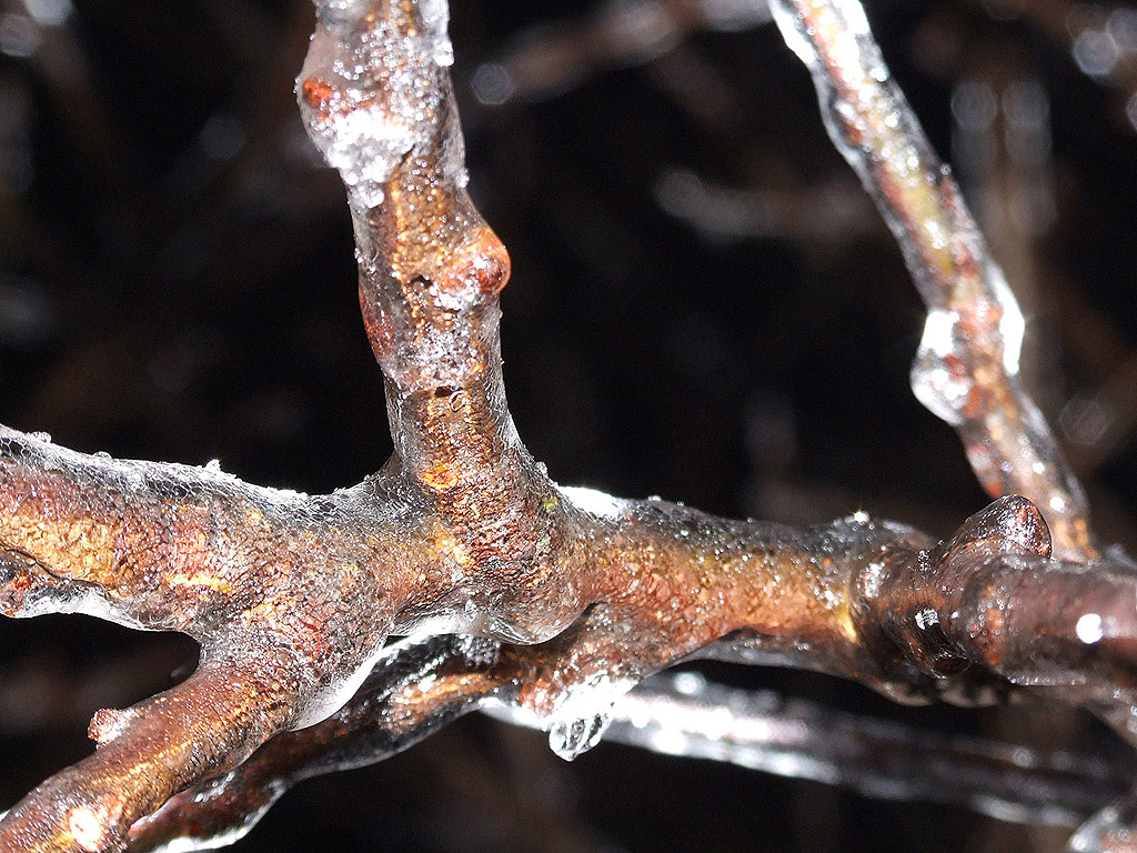 Winter - Kostenloses Hintergrundbild