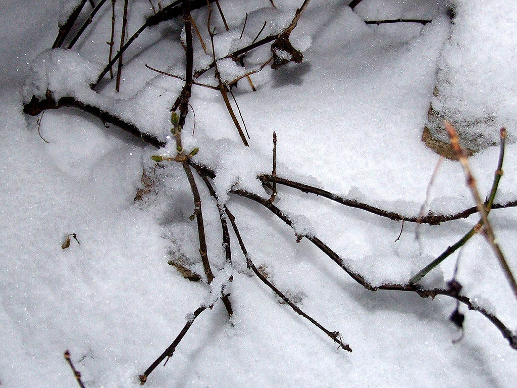 Winter - Kostenloses Hintergrundbild