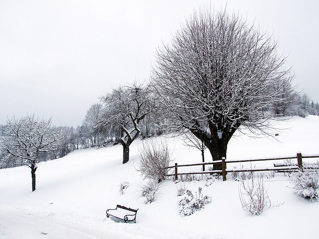 Winter - Kostenloses Hintergrundbild